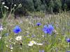 Mara_214080.jpg