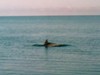 kmv-ok_757549.jpg