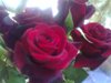lilia2007_108727.jpg