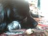 Belka201310_241988.jpg