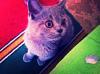Plucha_375131.jpg