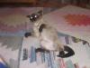 TYSON_673183.jpg