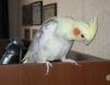 bienby_684209.jpg