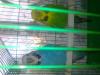 muz21al_408617.jpg