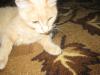 vikylia_486415.jpg
