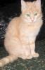 vikylia_742003.jpg