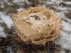 Lomat17_549950.jpg
