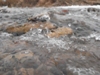 Lomat17_780040.jpg