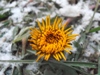 Lomat17_916359.jpg