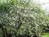 bienby_497547.jpg