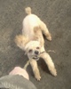 gaduchka-oo_425319.jpg
