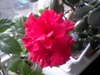 gaduchka-oo_851914.jpg