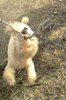 gaduchka-oo_975332.jpg