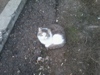 innes_676307.jpg