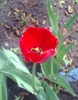 kiskiskis_344153.jpg