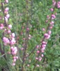 kiskiskis_563447.jpg