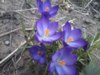 kroxa_323727.jpg