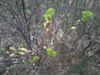 kroxa_578058.jpg