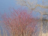 kroxa_796906.jpg