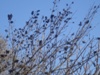 kroxa_804064.jpg
