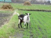 zajka008_167124.jpg