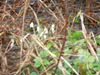 zajka008_263182.jpg
