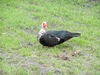 zajka008_293117.jpg