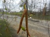 zajka008_304496.jpg