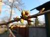 zajka008_382449.jpg