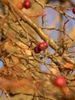 zajka008_605244.jpg
