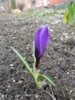 zajka008_637130.jpg