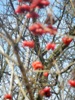 zajka008_785589.jpg