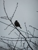 zajka008_865032.jpg