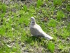 zajka008_897745.jpg
