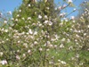 zajka008_962327.jpg
